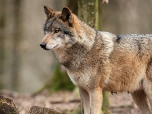 loup